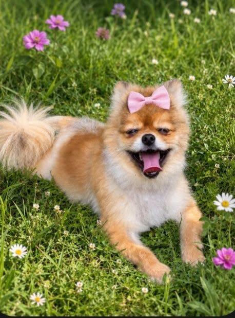 Ketchup, a ADOPTABLE Pomeranian in New Stanton, PA image 1/3