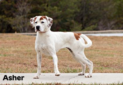 Asher, Adoptable, Adult Male American Bulldog & Mixed Breed.