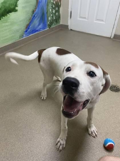 Enlarge Asher, a Adoptable mixed breed in Clayton, GA image 3/3