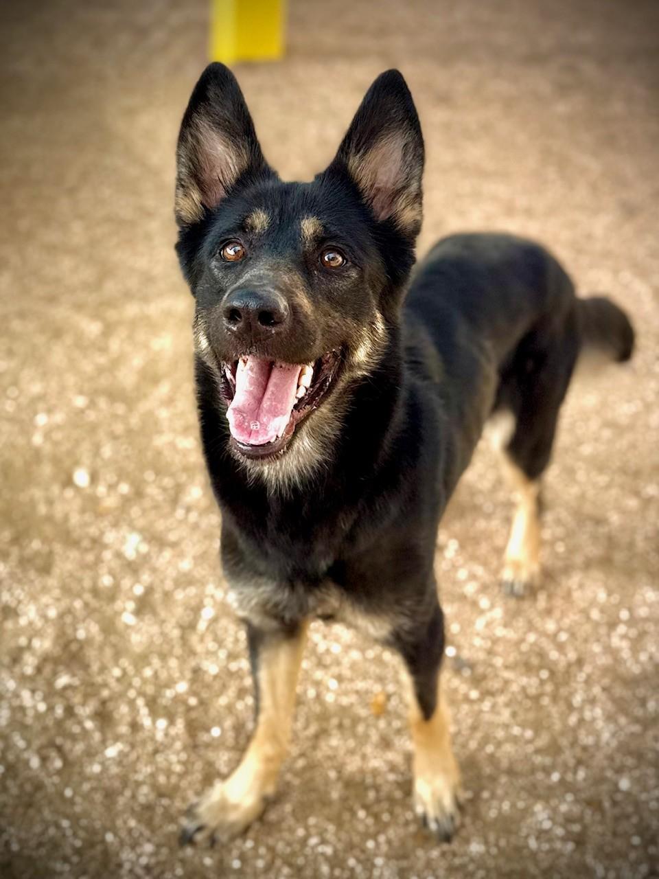 LUNA, a ADOPTABLE German Shepherd Dog in Comfort, TX image 2/6