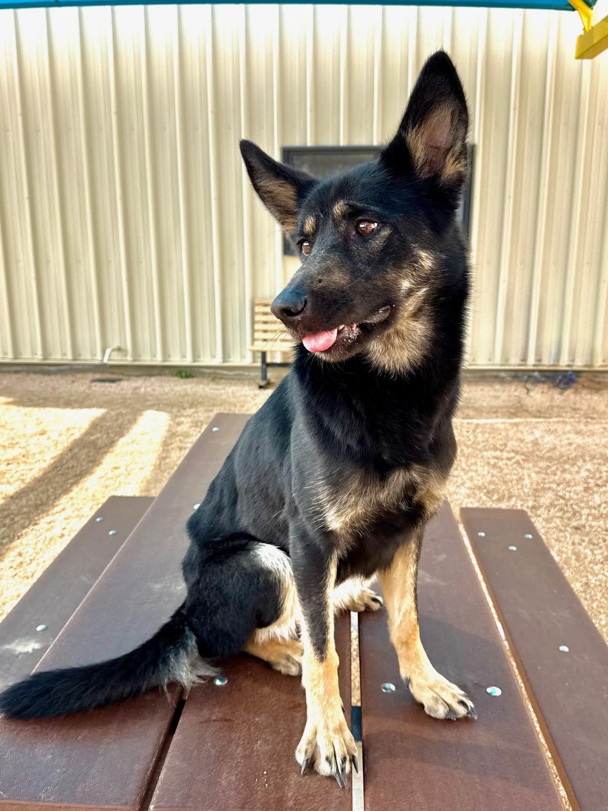 LUNA, a ADOPTABLE German Shepherd Dog in Comfort, TX image 4/6
