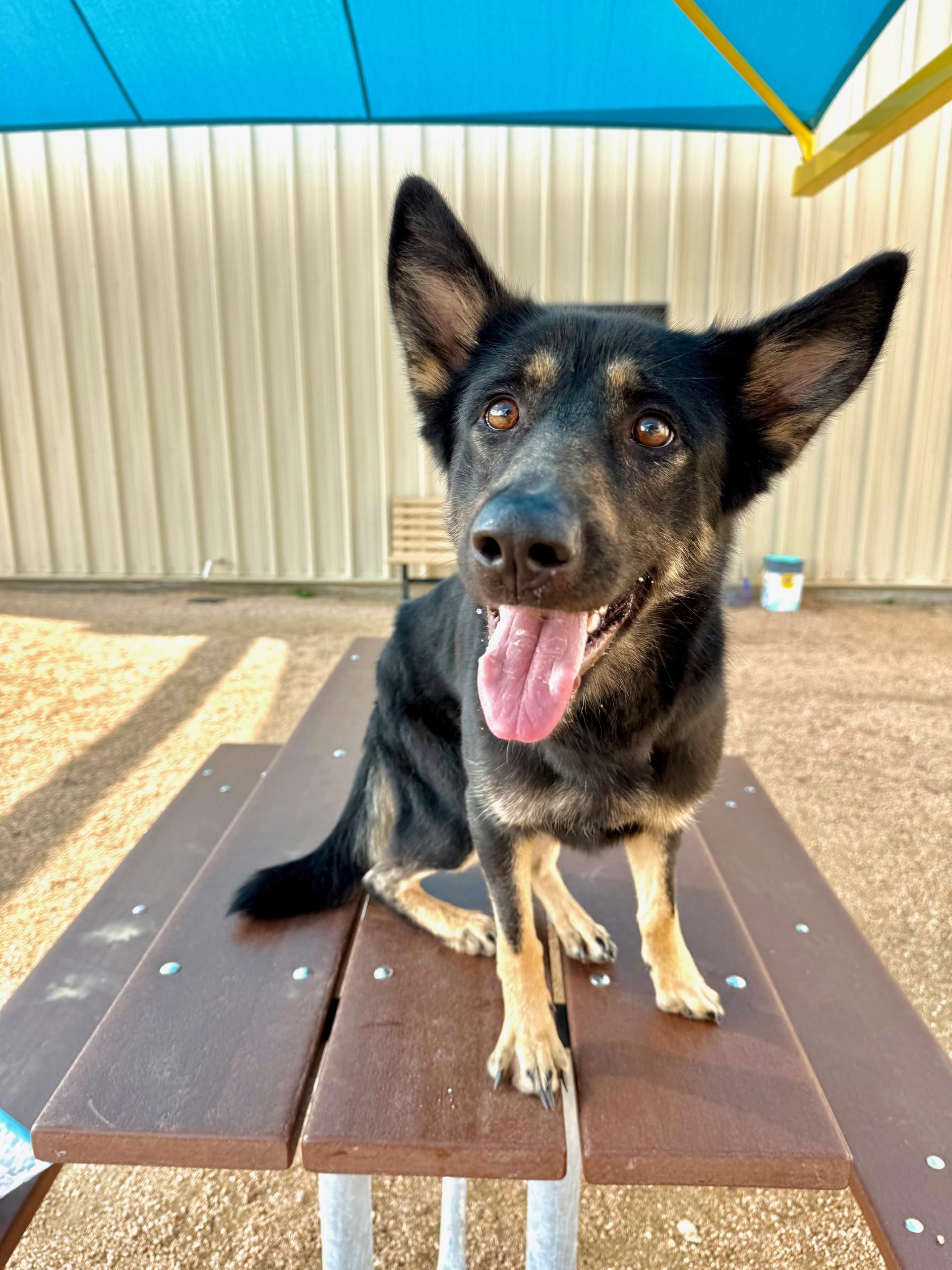LUNA, a ADOPTABLE German Shepherd Dog in Comfort, TX image 5/6