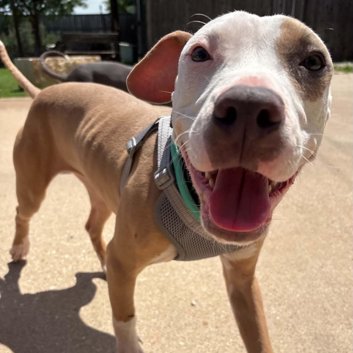 Brookie, ADOPTABLE, Puppy Female Pit Bull Terrier.