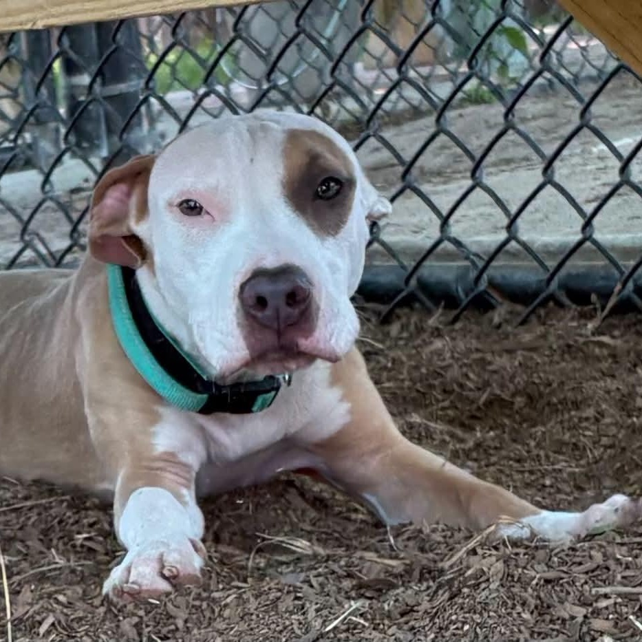 Enlarge Brookie, a ADOPTABLE mixed breed in The Colony, TX image 2/3