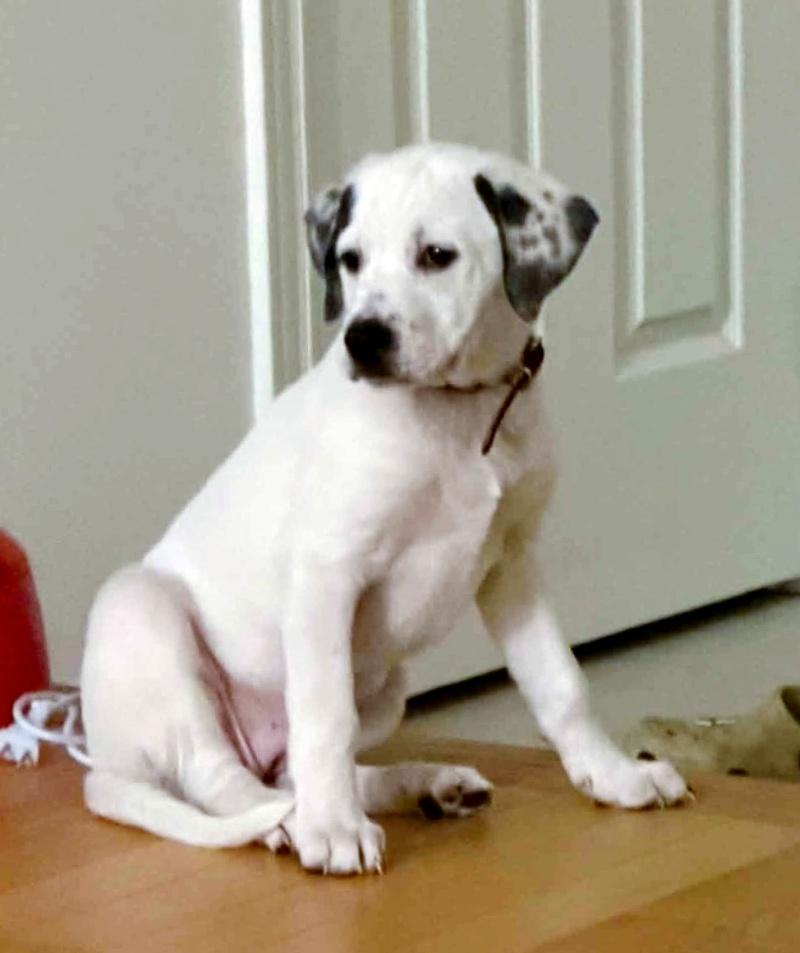 Enlarge Sky, an adopted mixed breed in Bancroft, ON image 3/3
