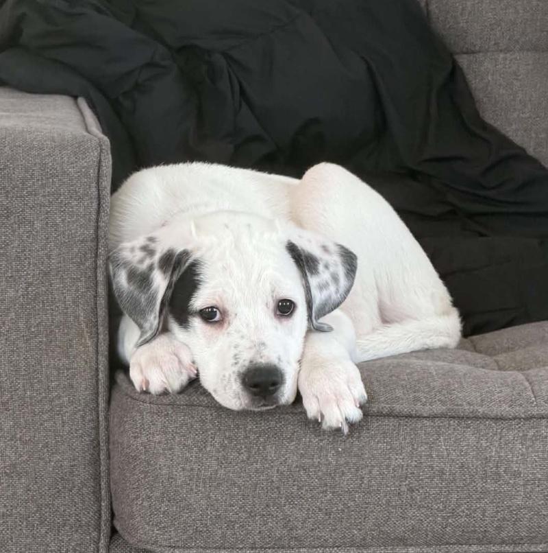 Sky, adopted, Young Male Dalmatian & Boxer.
