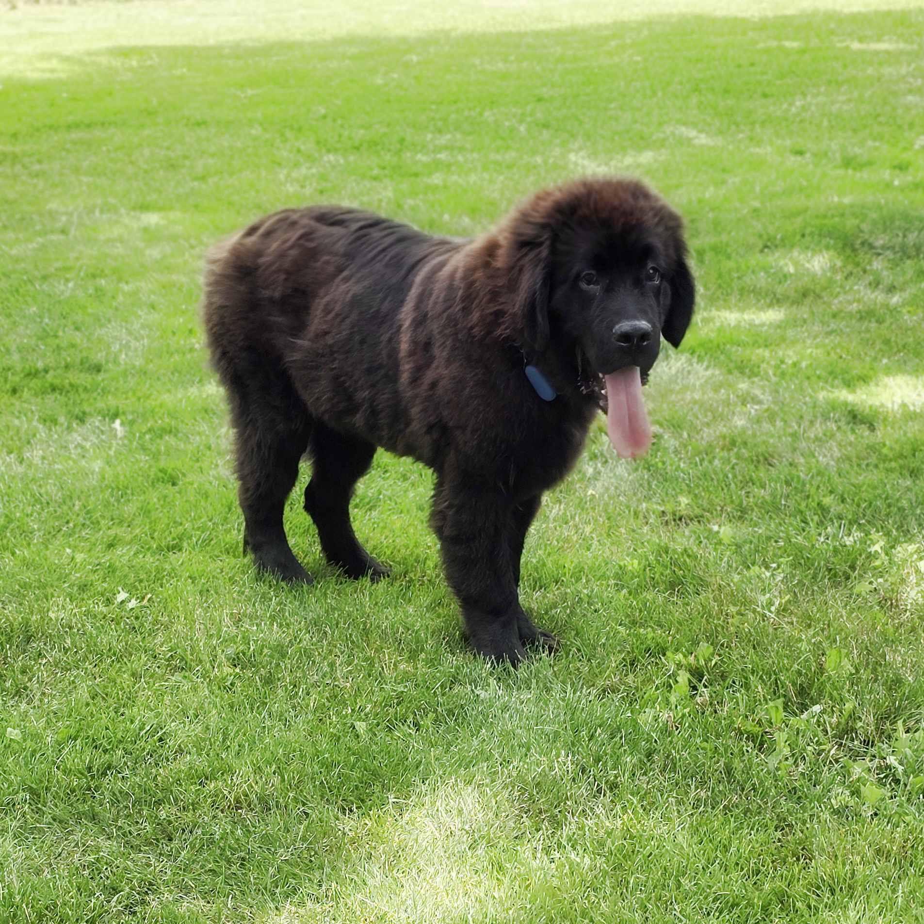 Enlarge Rigel, an adoptable Newfoundland Dog in Itasca, IL image 2/2