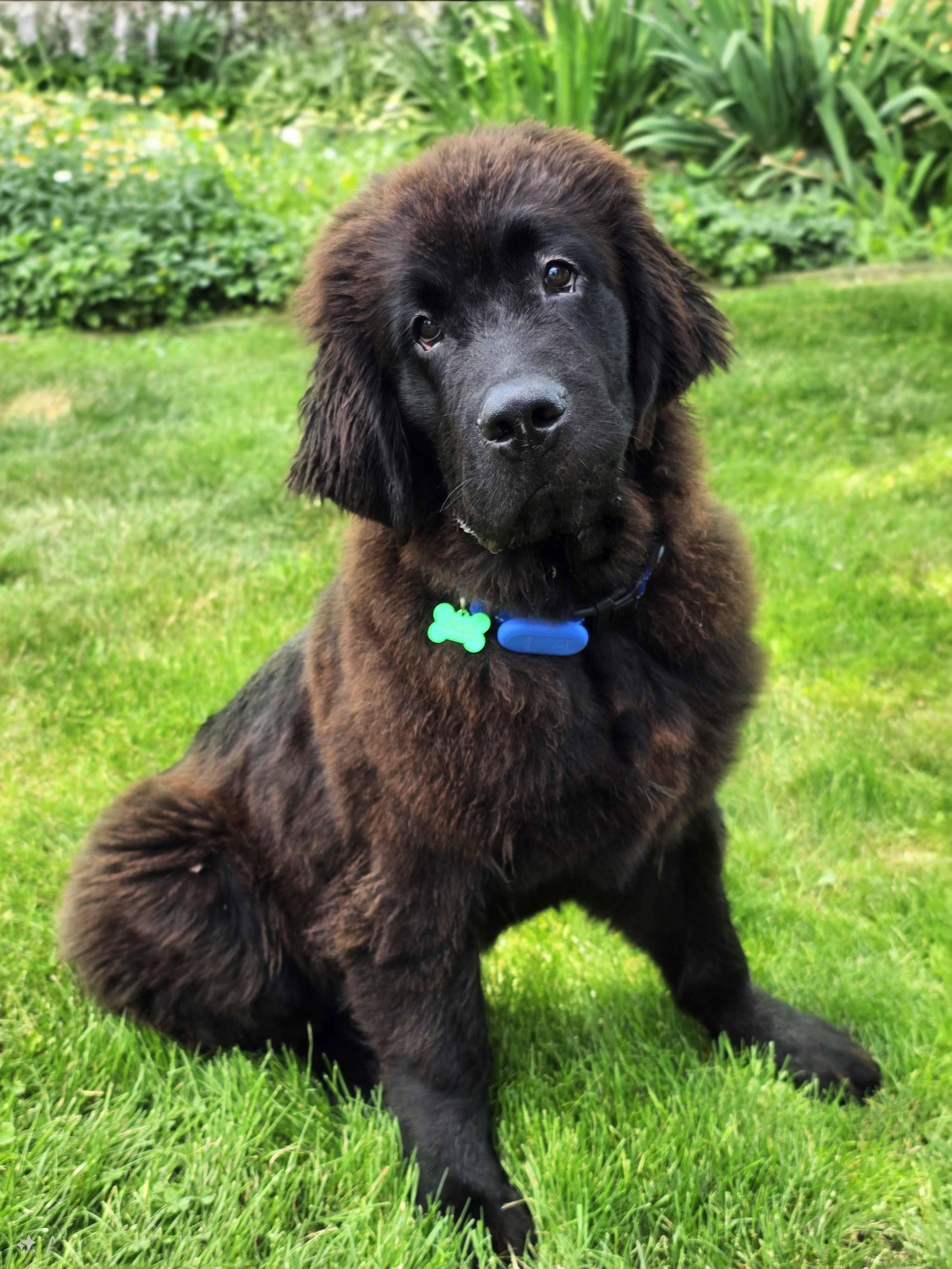Enlarge Rigel, an adoptable Newfoundland Dog in Itasca, IL image 1/2