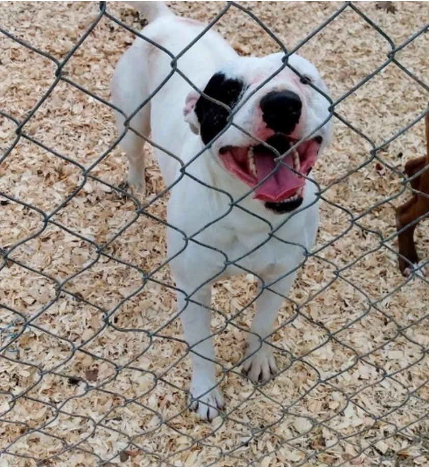 Hoss, a Adoptable Pit Bull Terrier in East Dundee , IL image 1/3