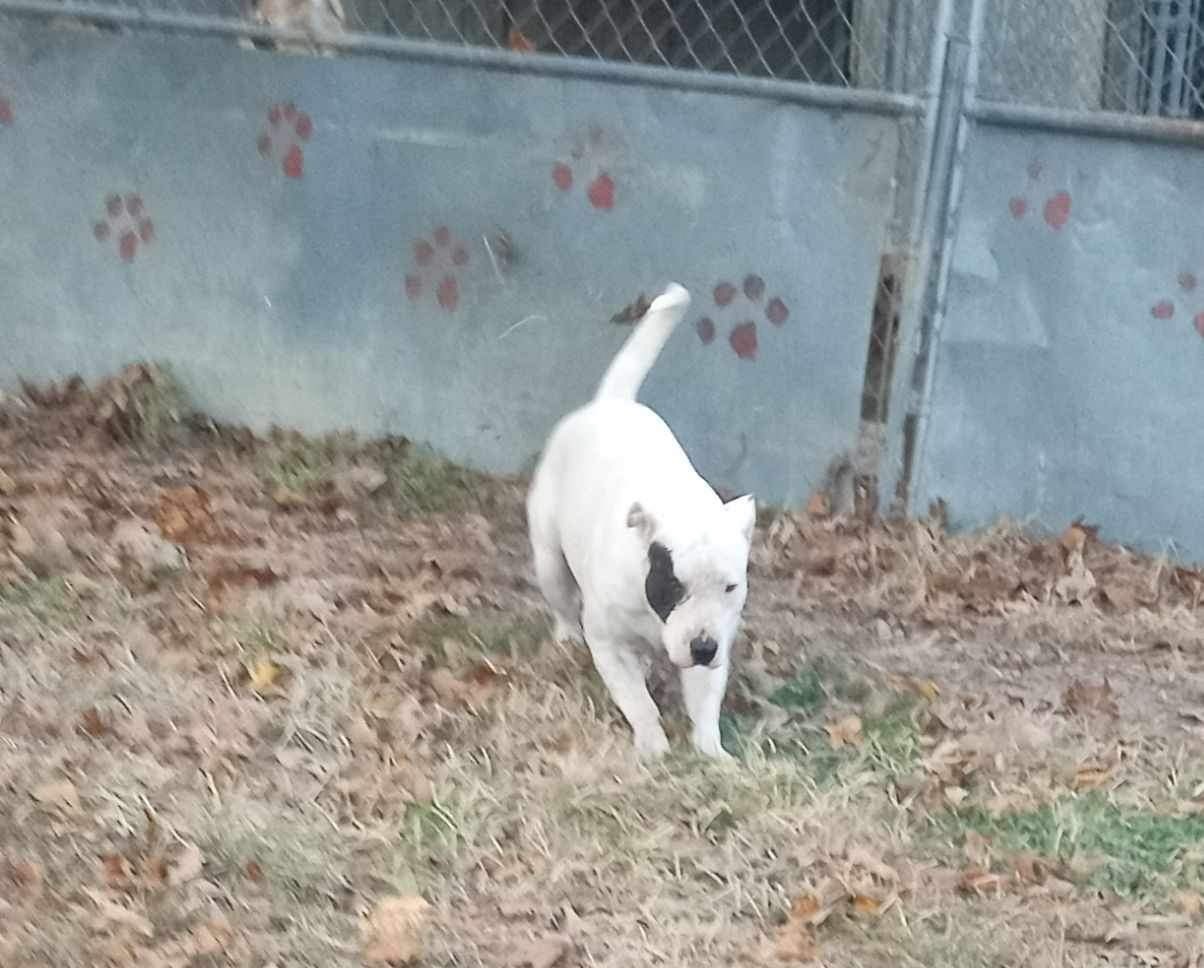 Hoss, Adoptable, Adult Male Pit Bull Terrier.