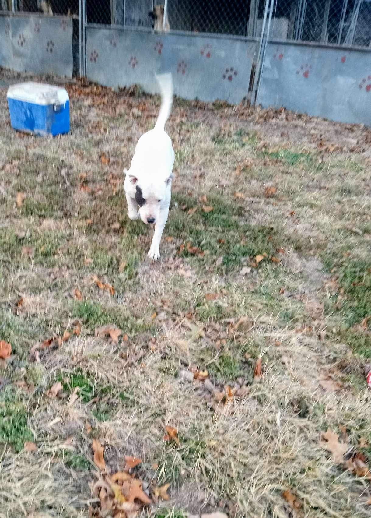 Hoss, a Adoptable Pit Bull Terrier in East Dundee , IL image 3/3