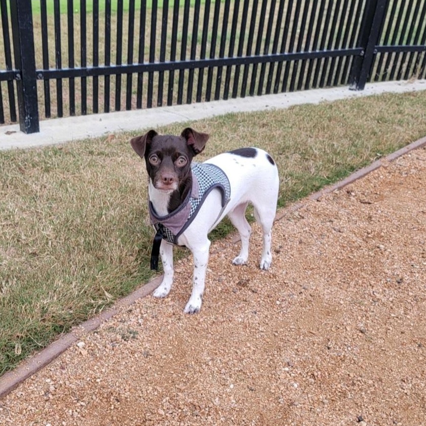 Brownie — thumbnail 5