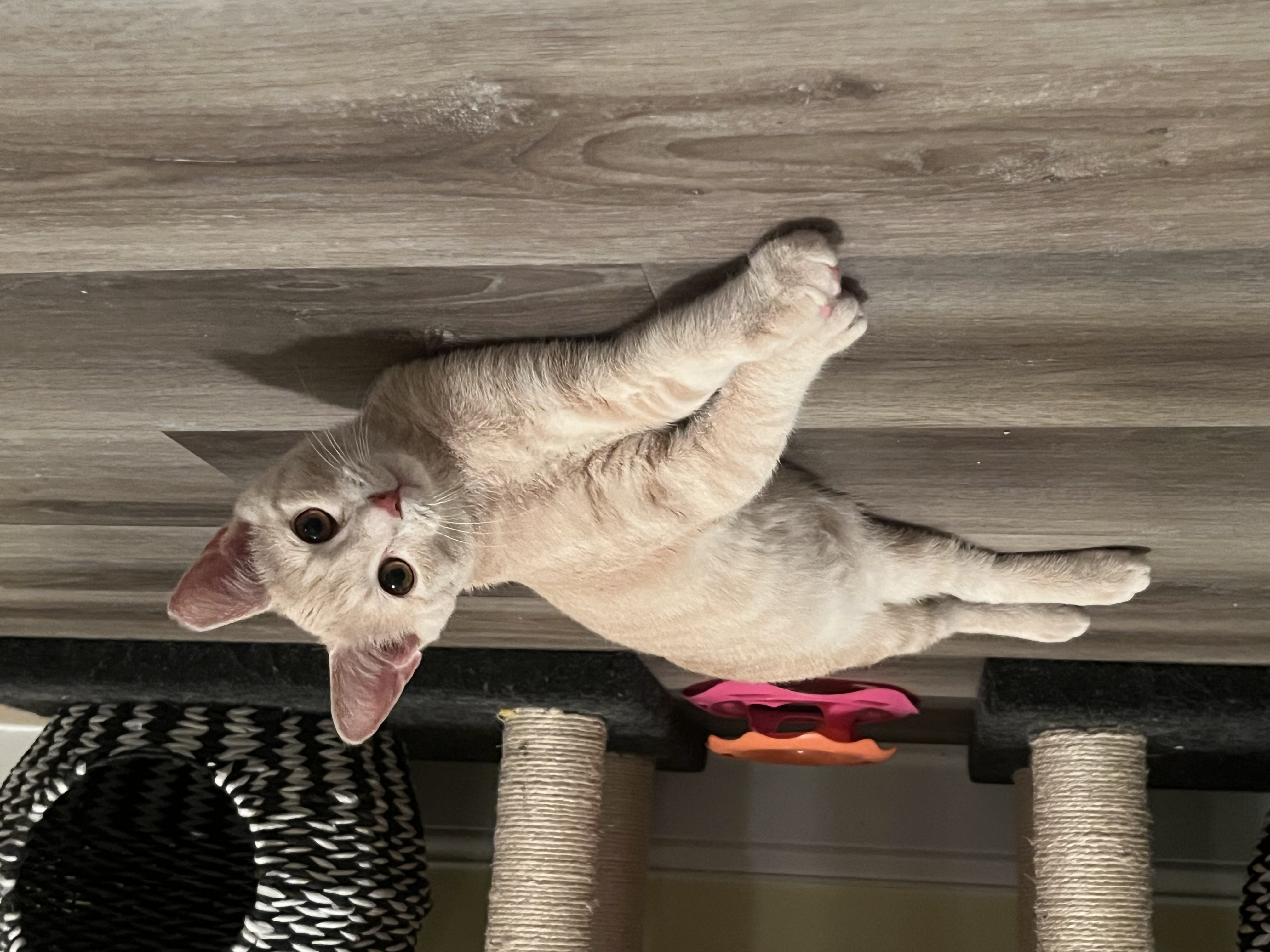 Lippy, a Adopted Domestic Short Hair in Xenia, OH image 6/6