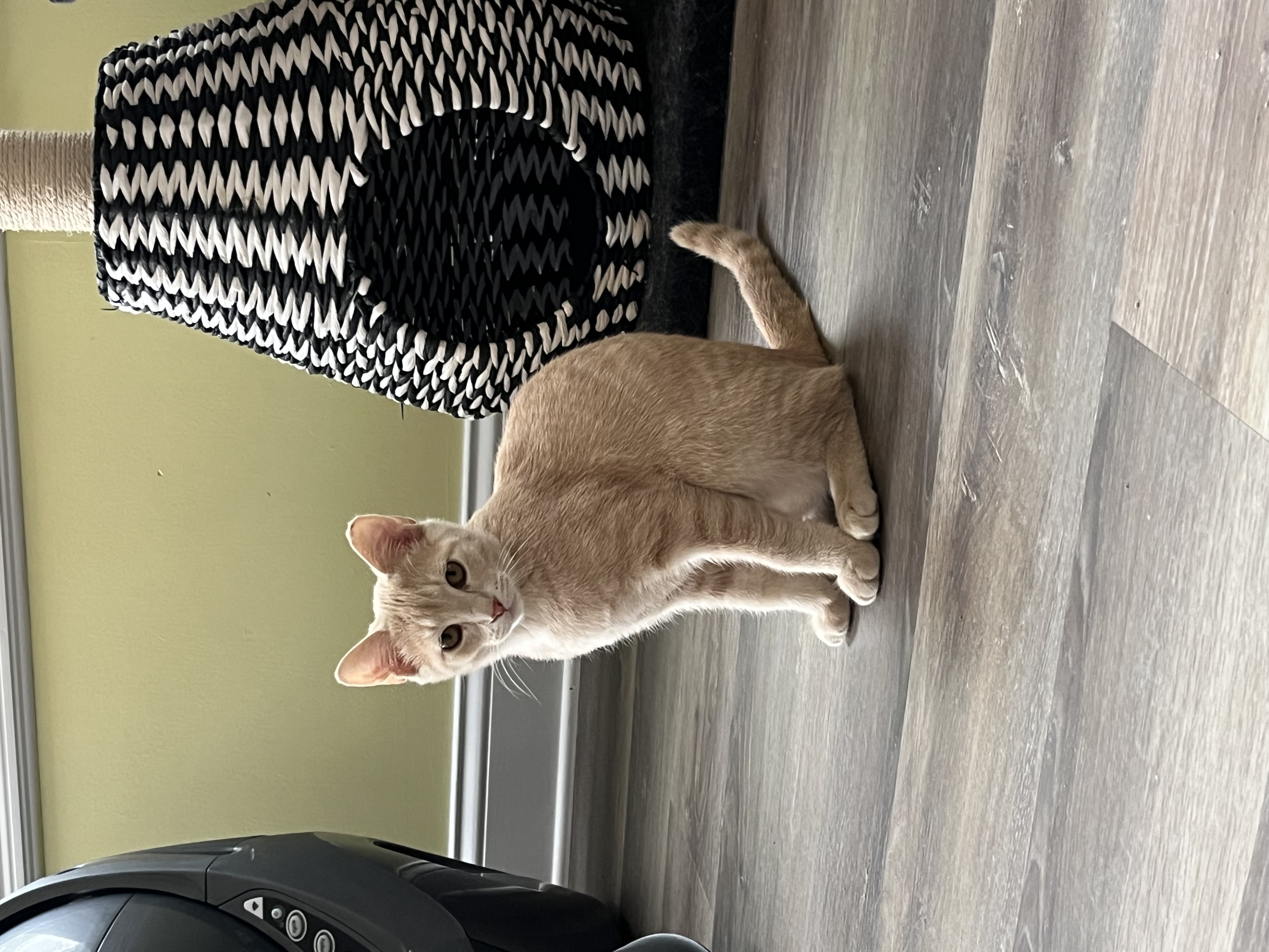 Lippy, a Adopted Domestic Short Hair in Xenia, OH image 4/6