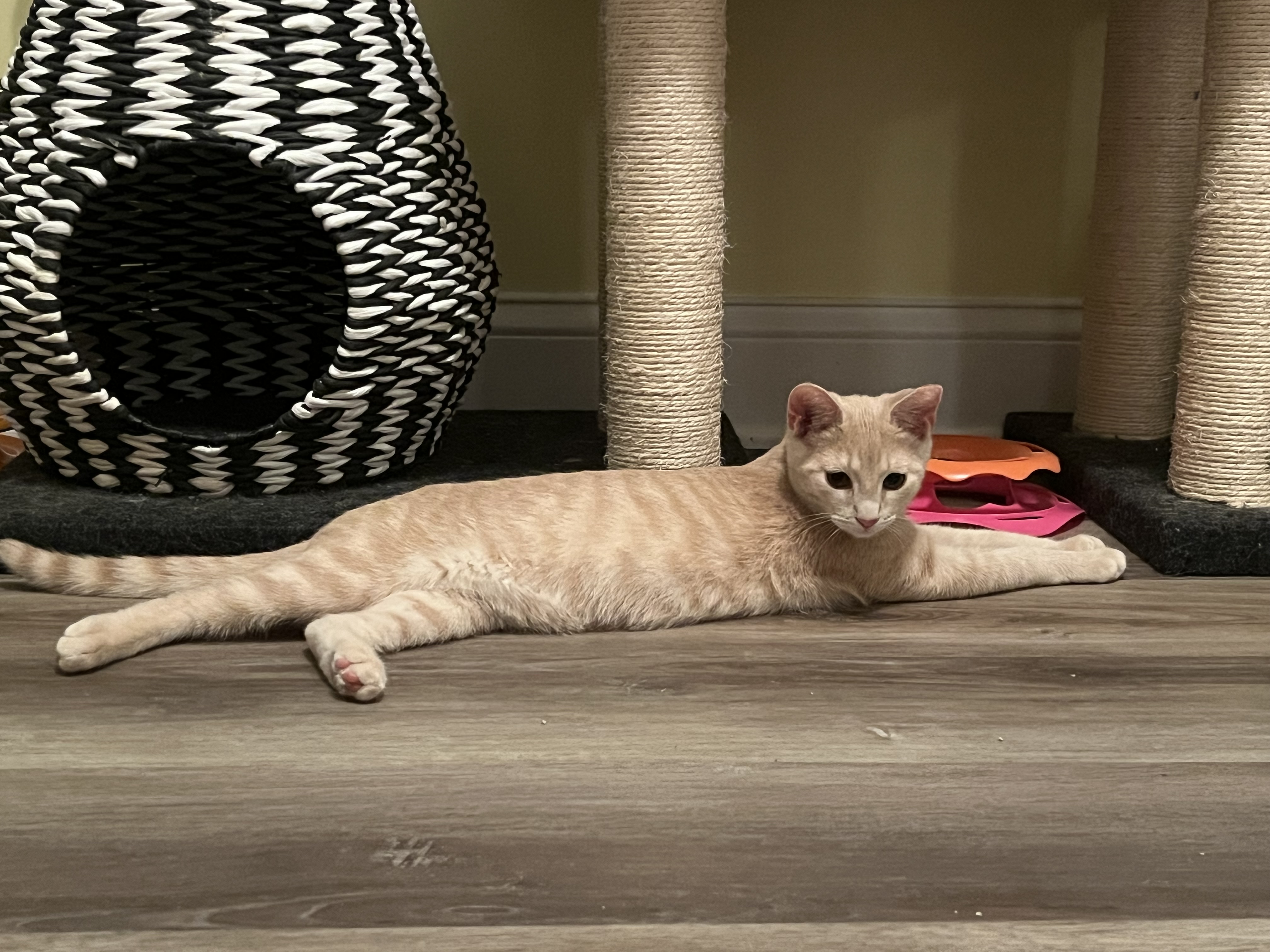 Lippy, a Adopted Domestic Short Hair in Xenia, OH image 2/6