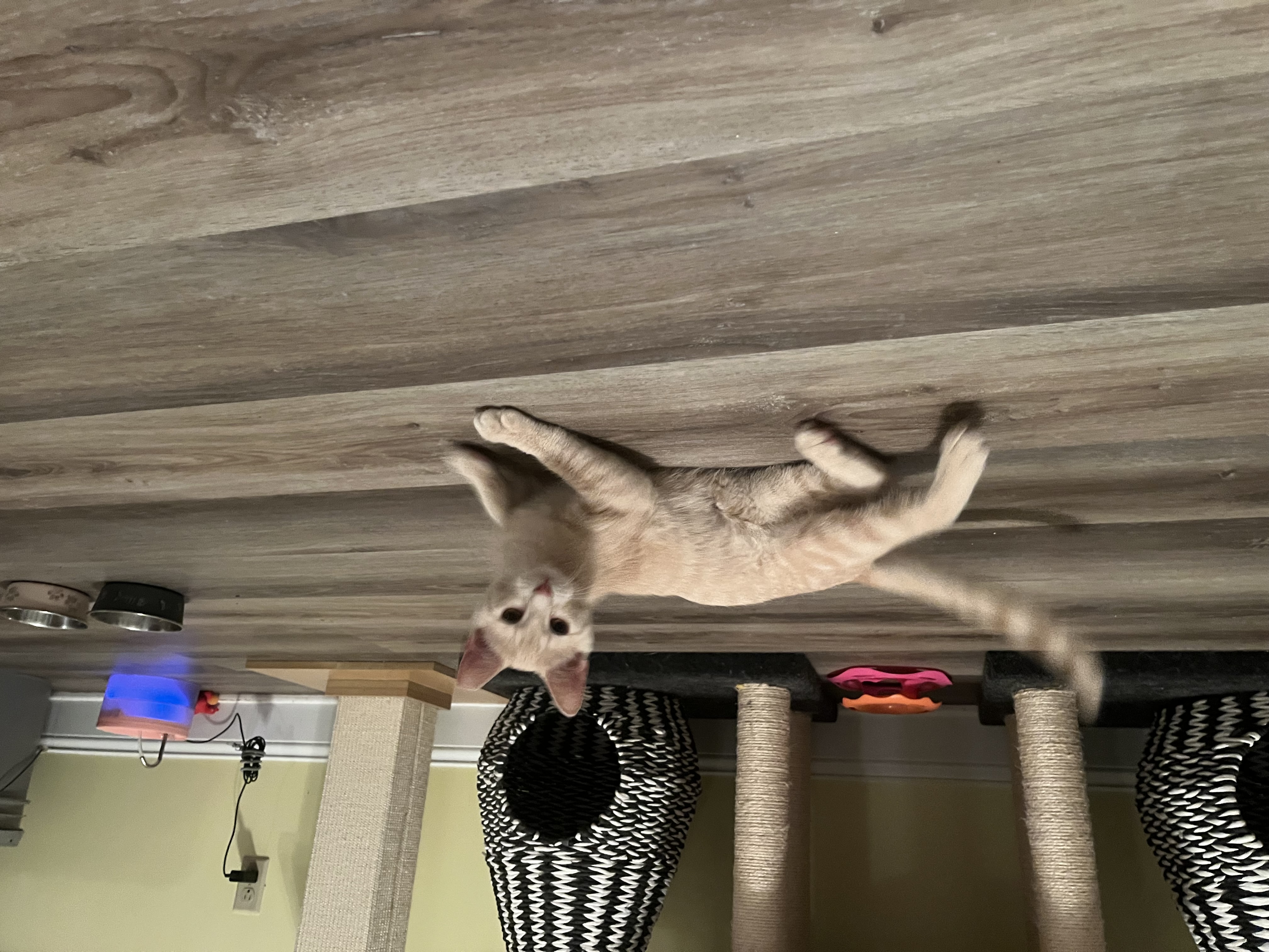 Lippy, a Adopted Domestic Short Hair in Xenia, OH image 5/6