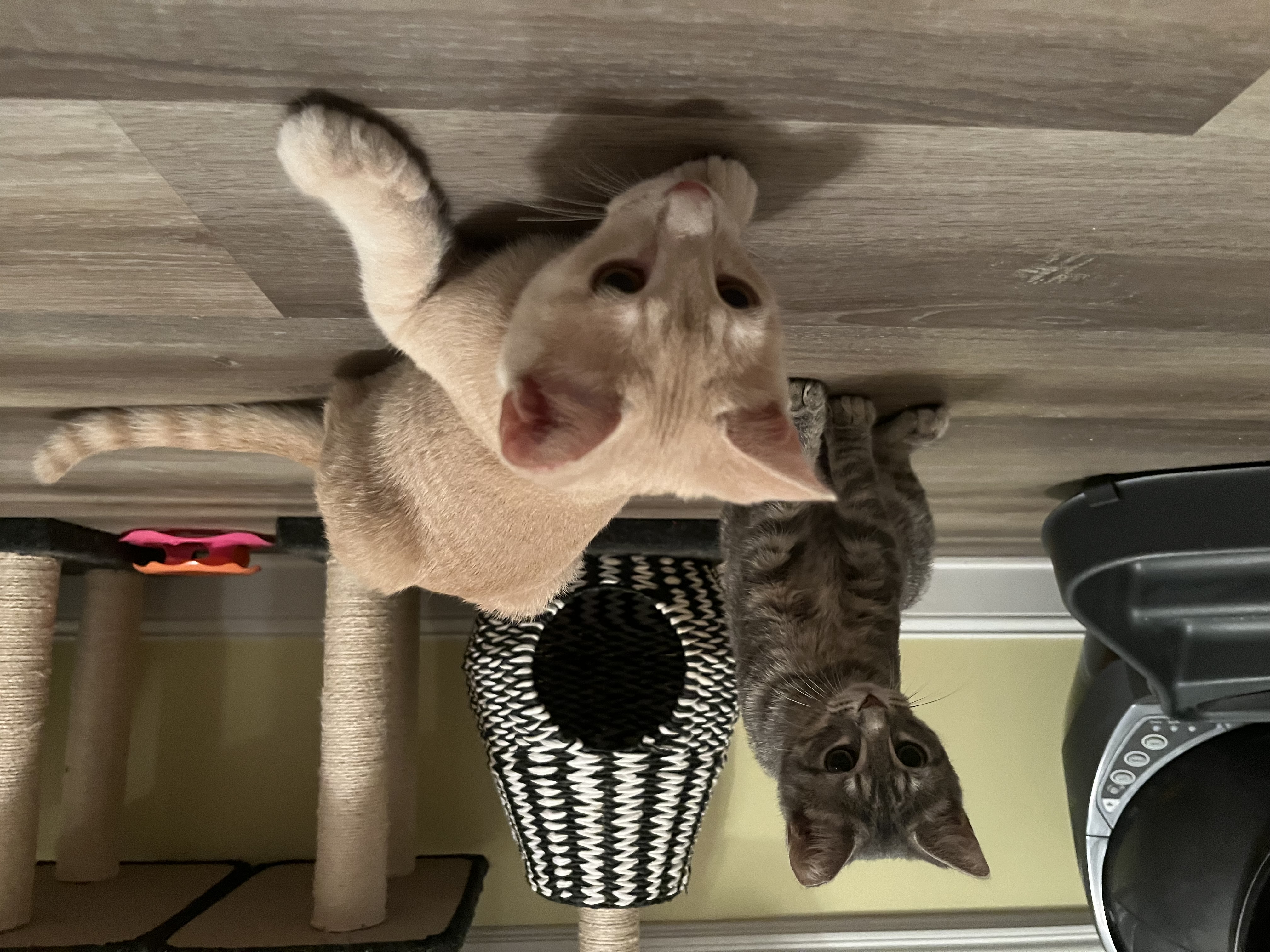 Lippy, a Adopted Domestic Short Hair in Xenia, OH image 3/6