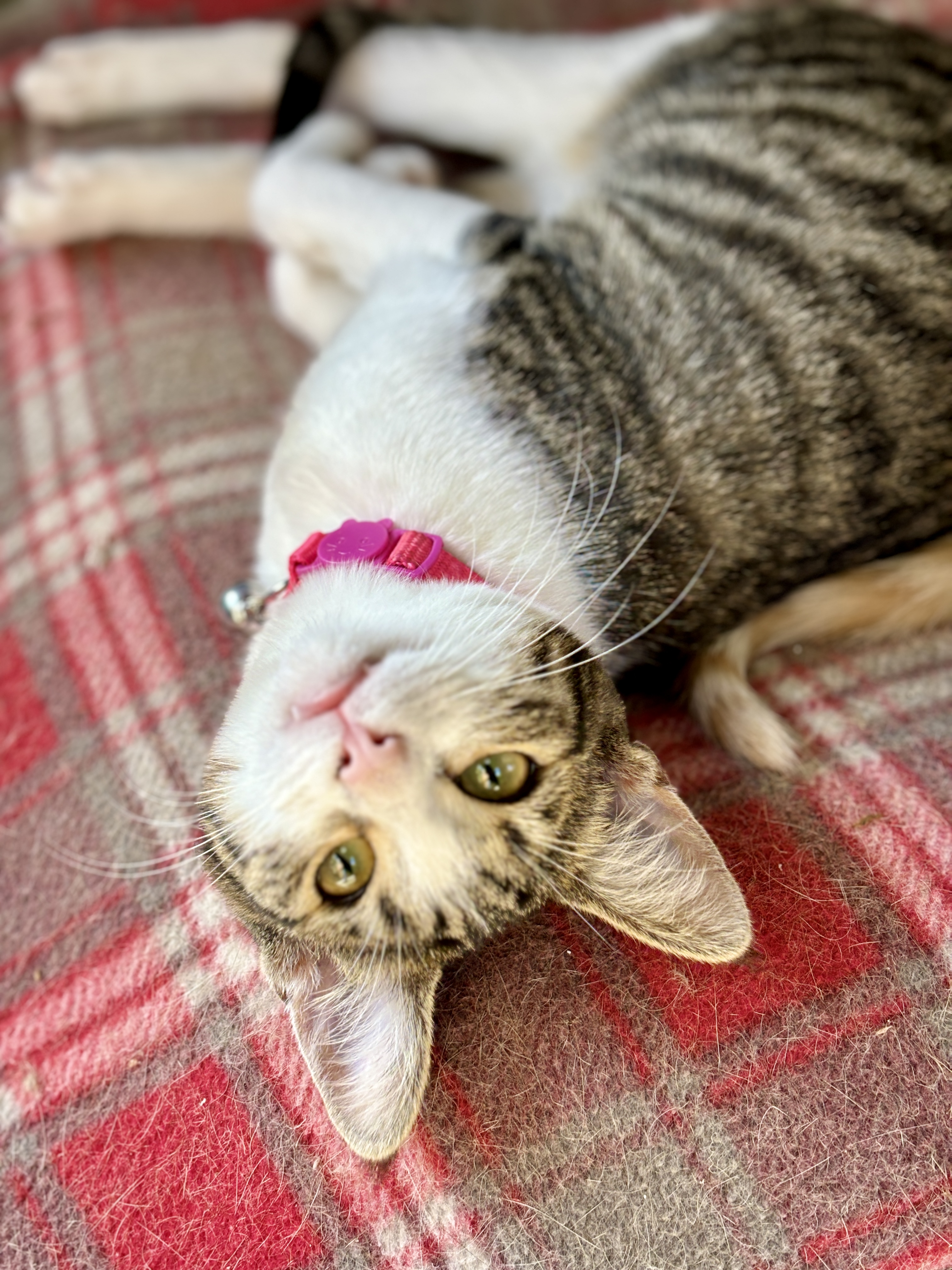 Enlarge Guinevere, a Adopted mixed breed in El Sobrante, CA image 1/6