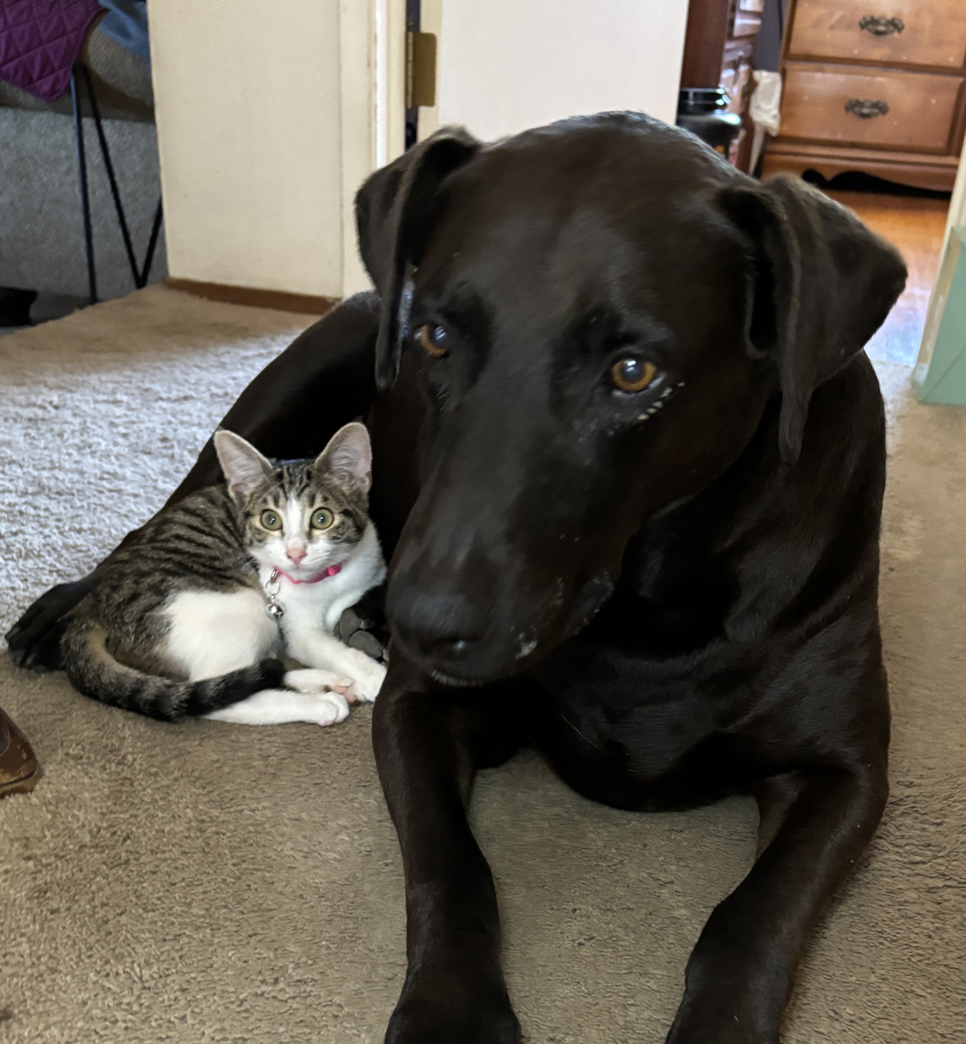 Enlarge Guinevere, a Adopted mixed breed in El Sobrante, CA image 3/6