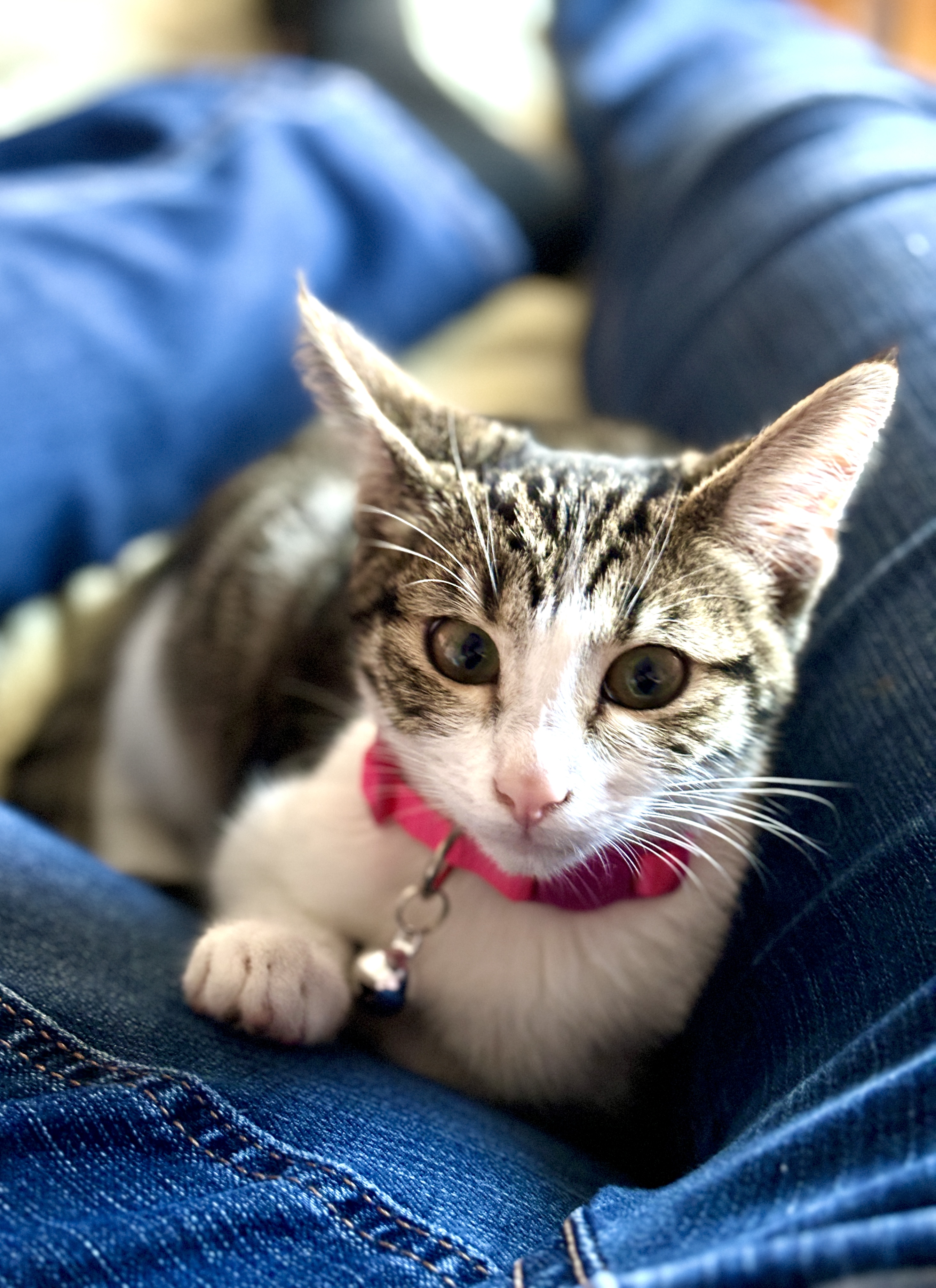 Enlarge Guinevere, a Adopted mixed breed in El Sobrante, CA image 4/6