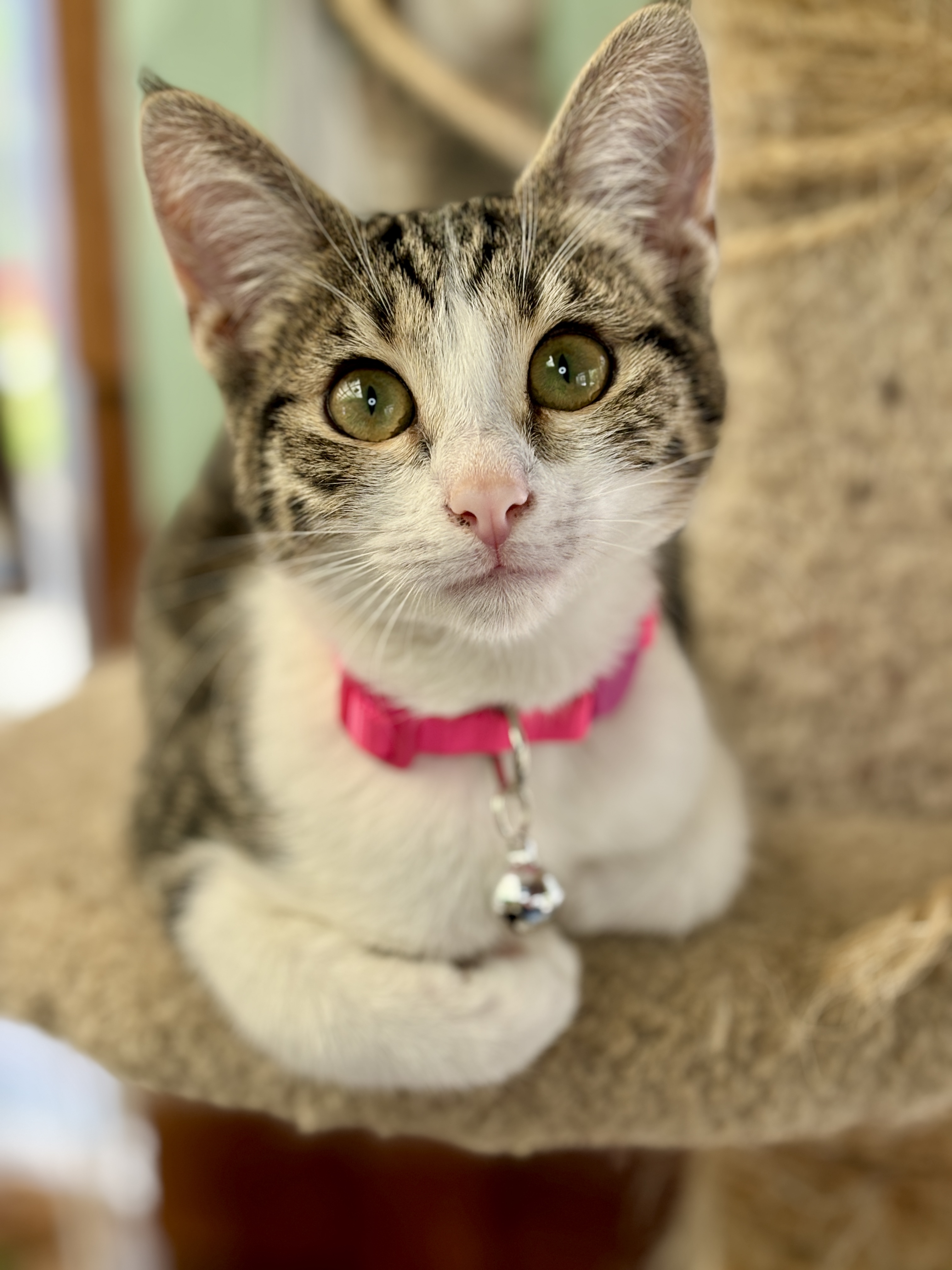 Enlarge Guinevere, a Adopted mixed breed in El Sobrante, CA image 5/6