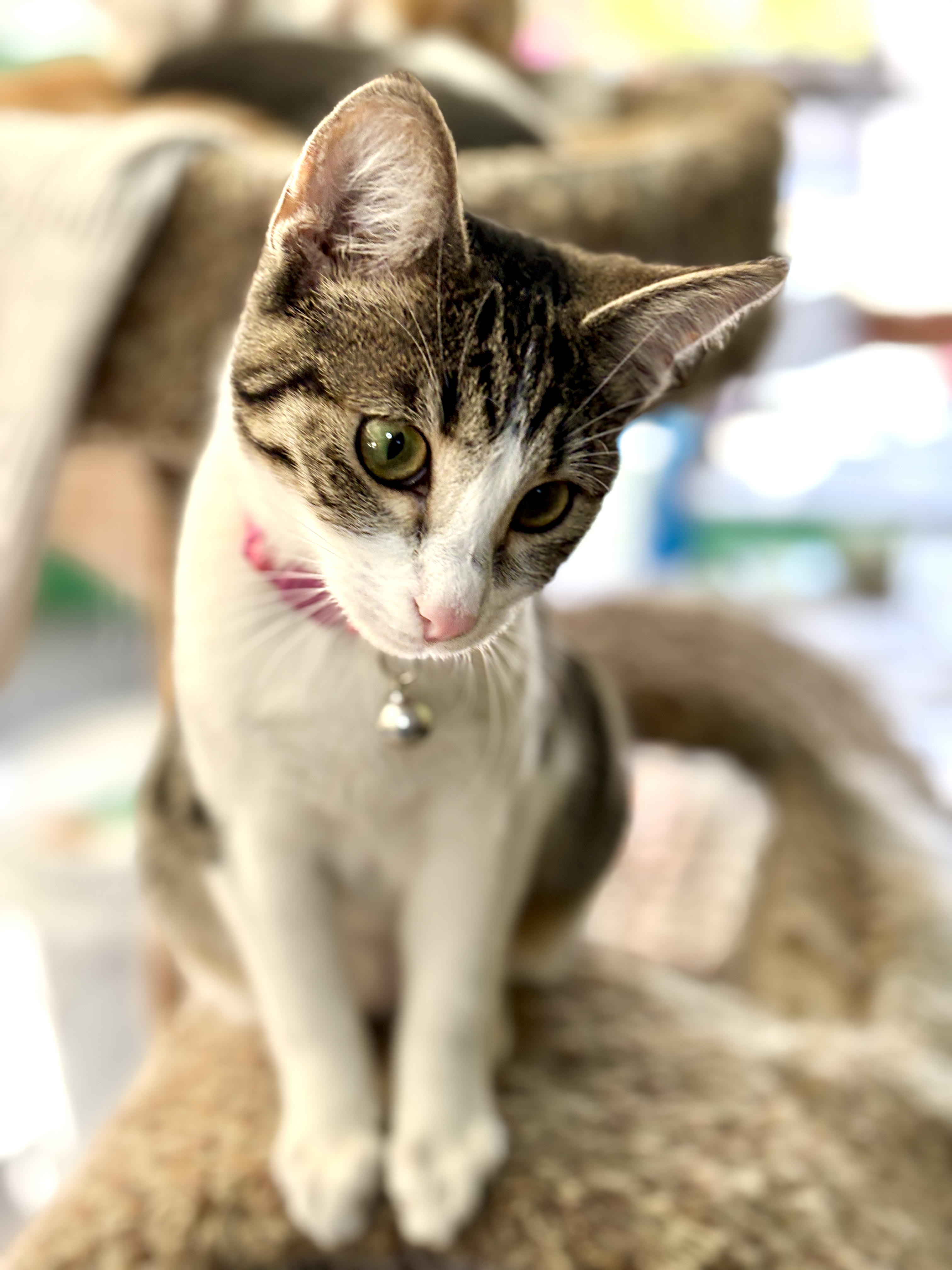 Enlarge Guinevere, a Adopted mixed breed in El Sobrante, CA image 2/6