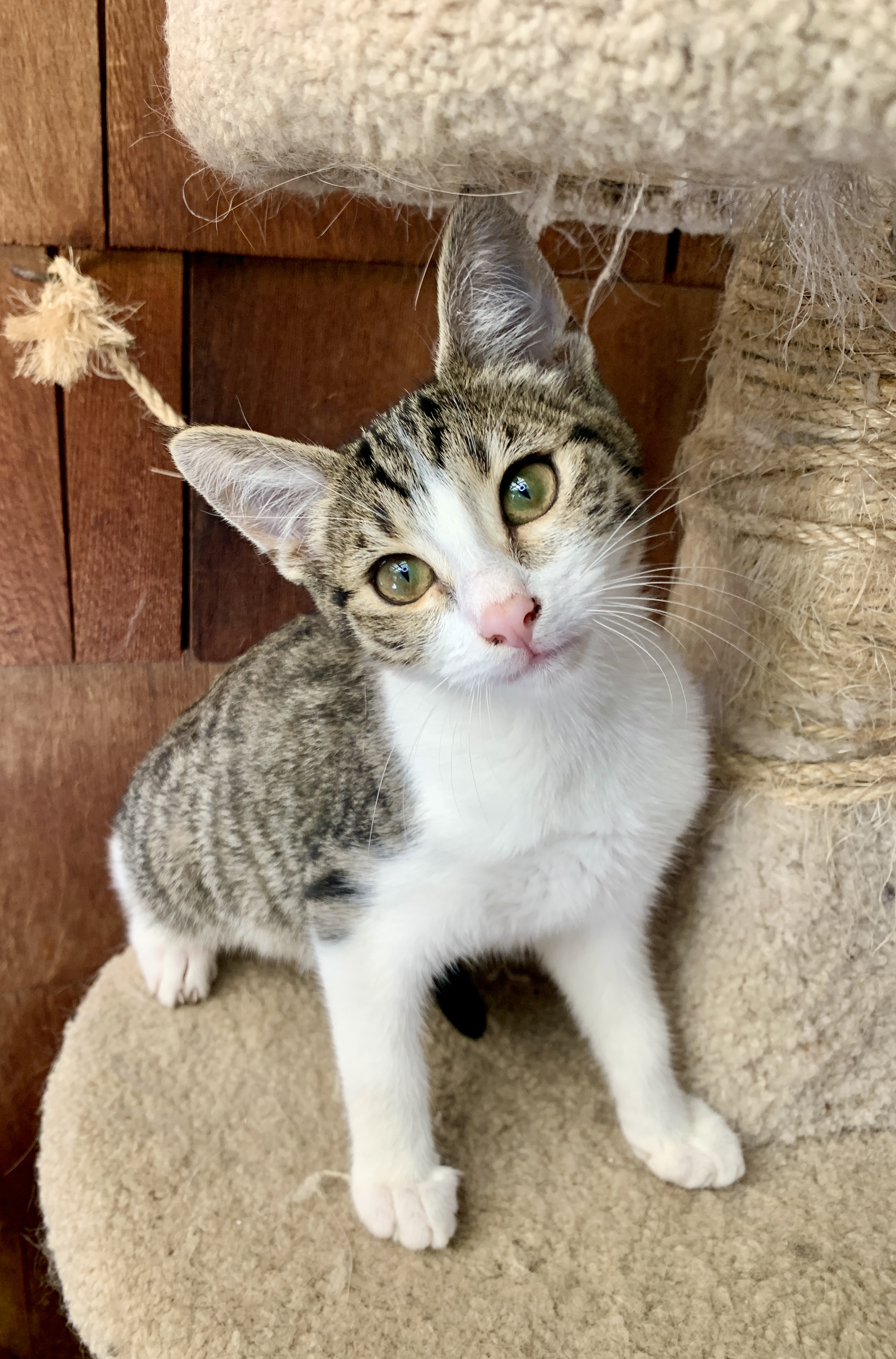 Enlarge Guinevere, a Adopted mixed breed in El Sobrante, CA image 6/6