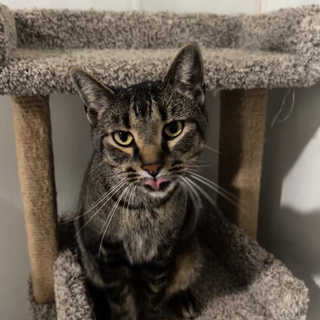 Sy, Adoptable, Adult Male Domestic Short Hair.
