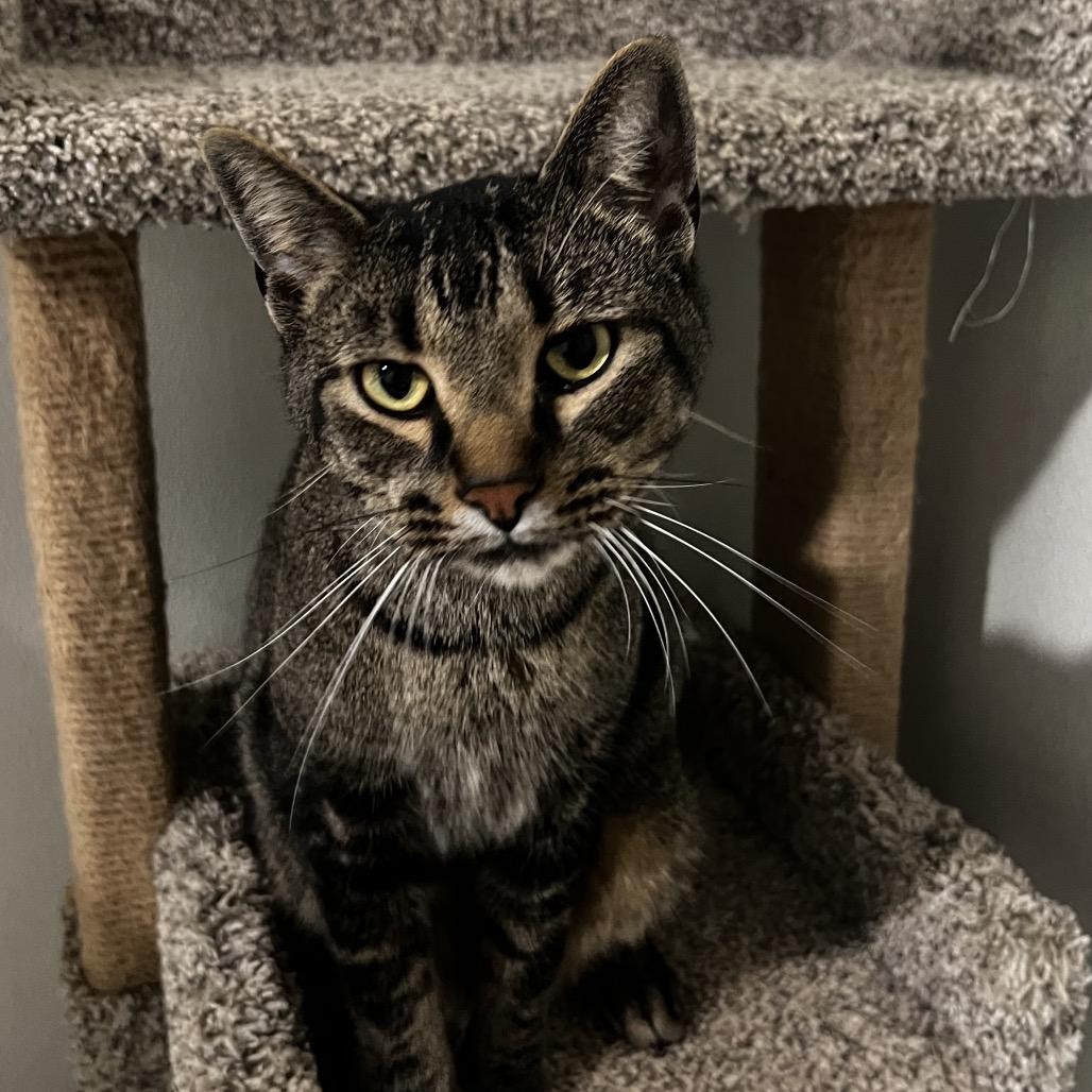 Enlarge Sy, a Adoptable Domestic Short Hair in Brighton, MO image 2/5