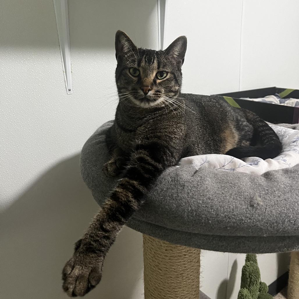 Enlarge Sy, a Adoptable Domestic Short Hair in Brighton, MO image 3/5