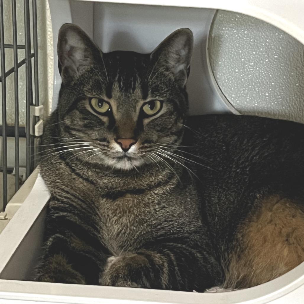 Enlarge Sy, a Adoptable Domestic Short Hair in Brighton, MO image 4/5