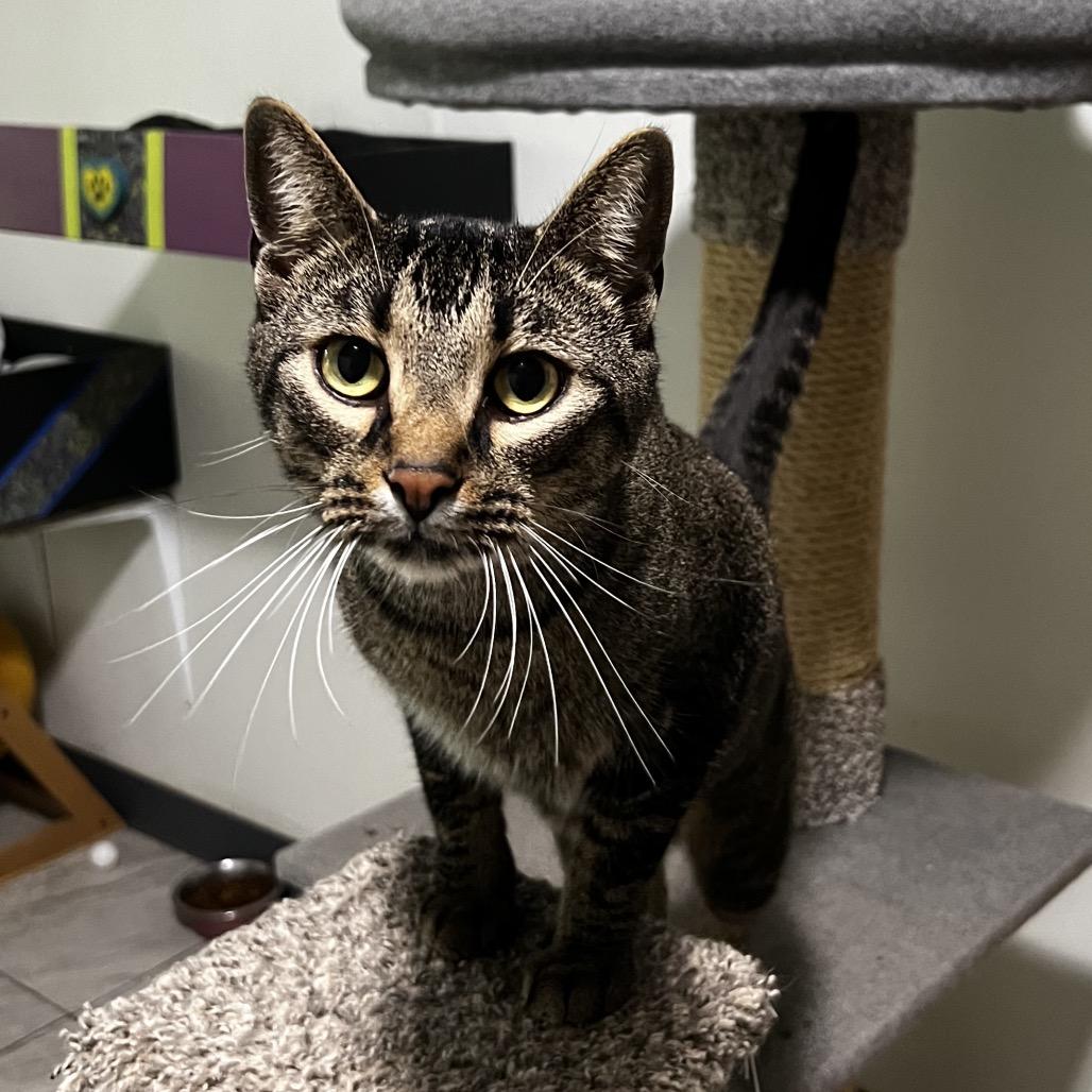 Enlarge Sy, a Adoptable Domestic Short Hair in Brighton, MO image 5/5