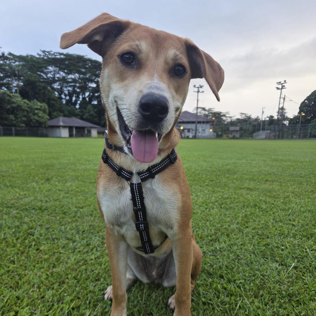 Dahlia, a Adoptable Mixed Breed in Volcano, HI image 2/6