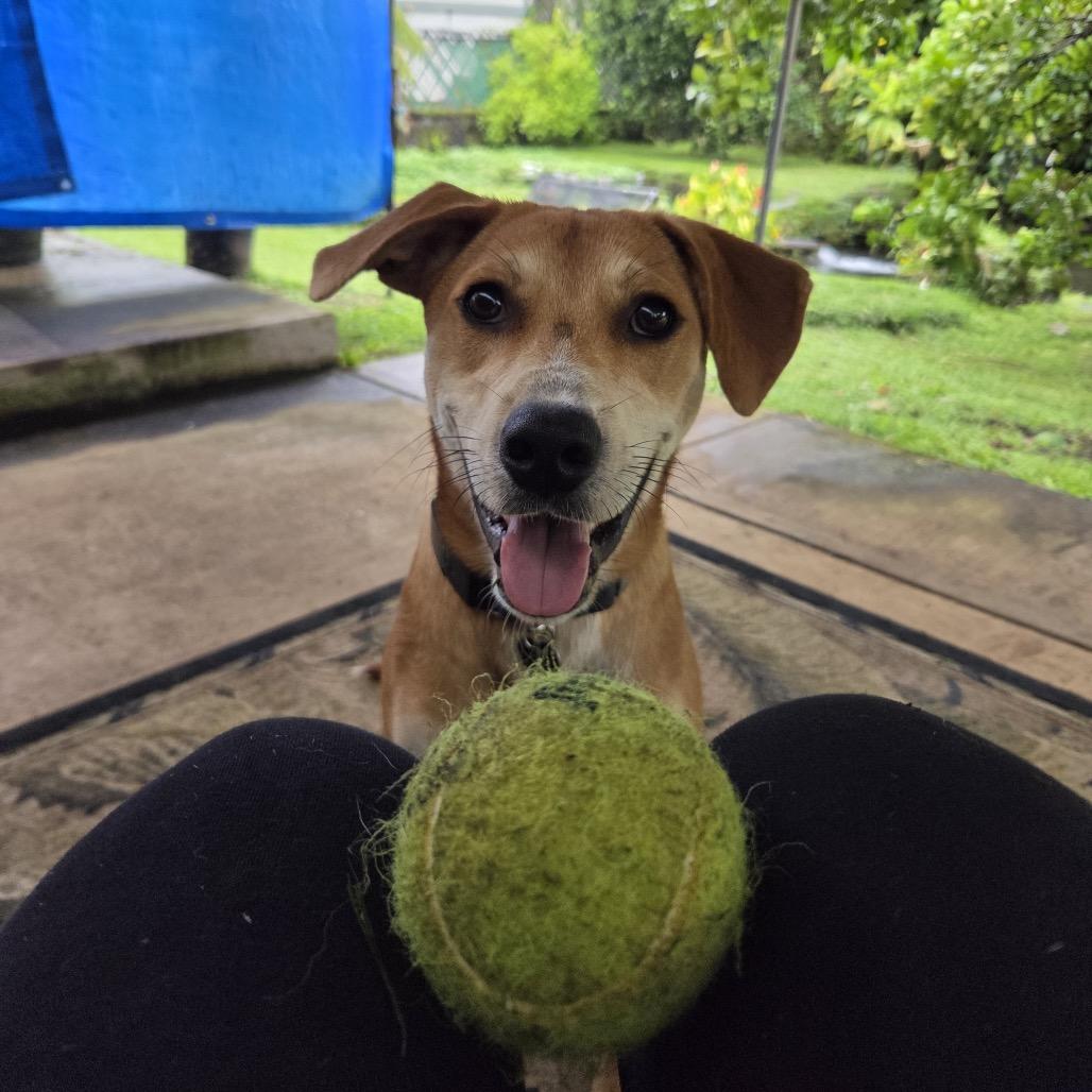 Dahlia, a Adoptable Mixed Breed in Volcano, HI image 3/6