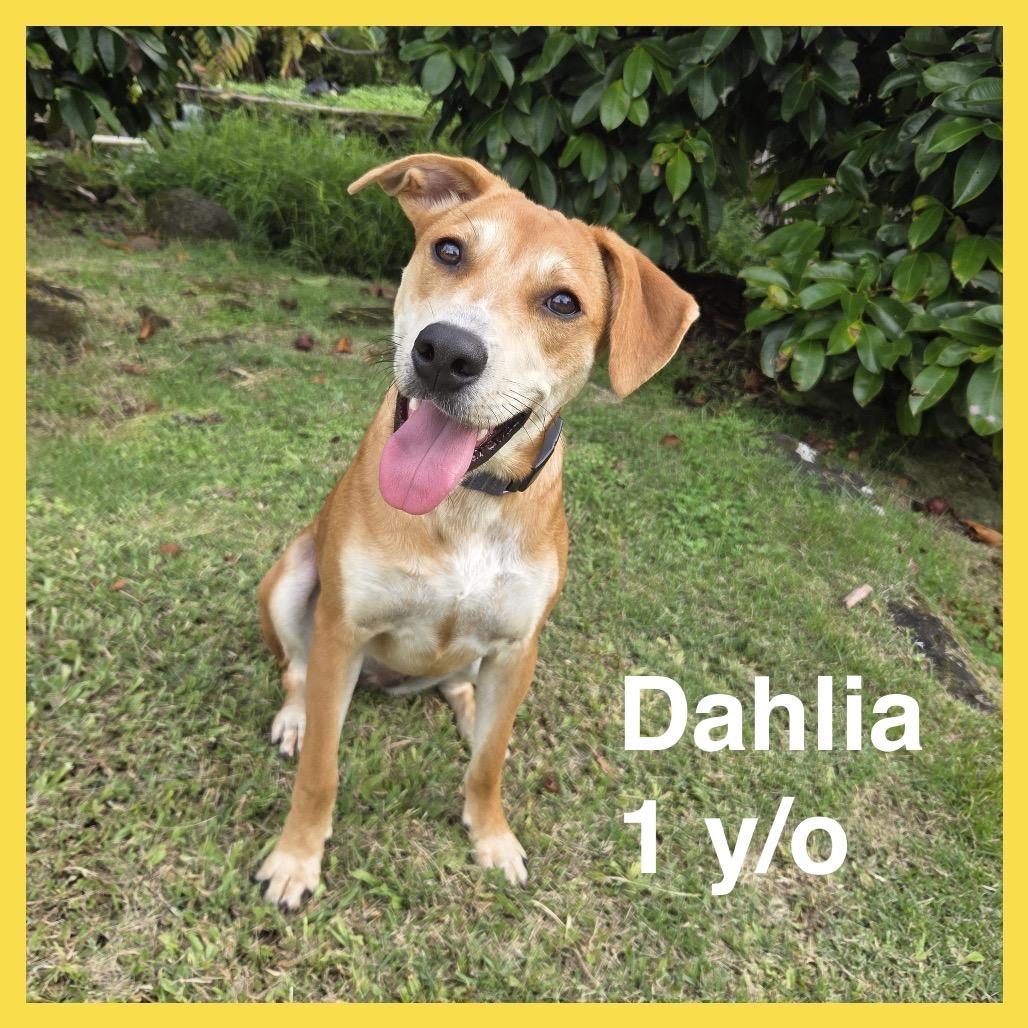 Dahlia, a Adoptable Mixed Breed in Volcano, HI image 4/6