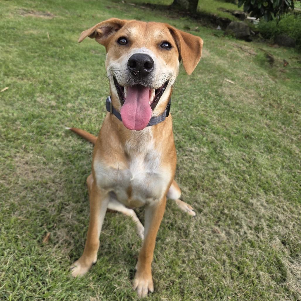 Dahlia, a Adoptable Mixed Breed in Volcano, HI image 5/6