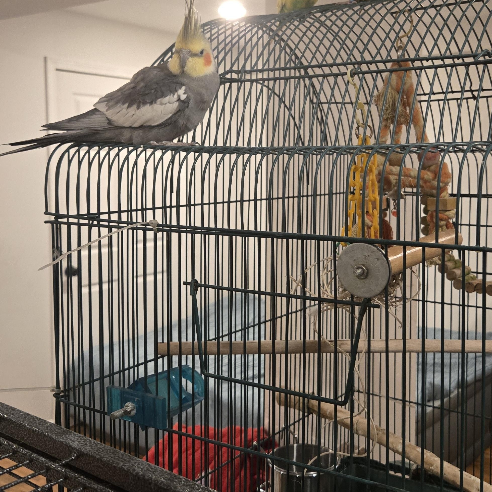 Enlarge Ernie (Fairbanks), a Adoptable Cockatiel in Anchorage, AK image 1/1