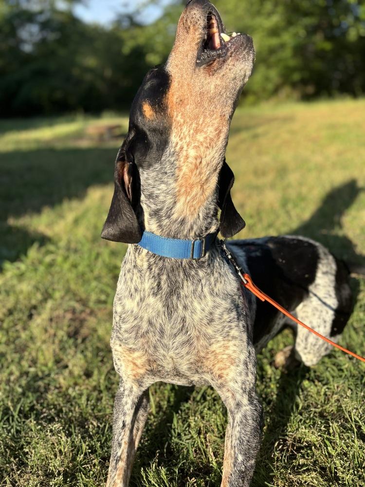 Enlarge Buford, a Adoptable Bluetick Coonhound in Cedartown, GA image 1/6