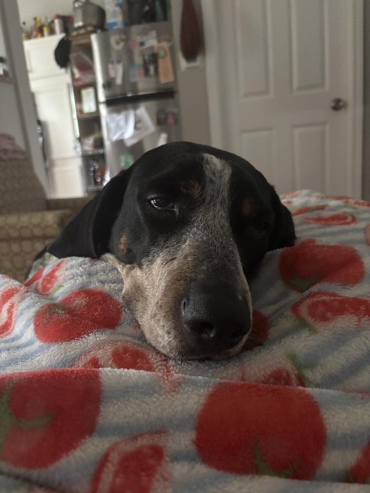 Enlarge Buford, a Adoptable Bluetick Coonhound in Cedartown, GA image 2/6