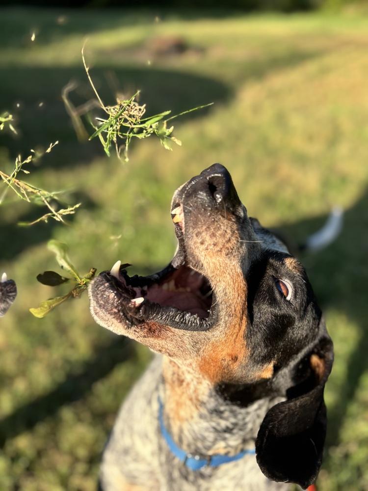 Enlarge Buford, a Adoptable Bluetick Coonhound in Cedartown, GA image 3/6