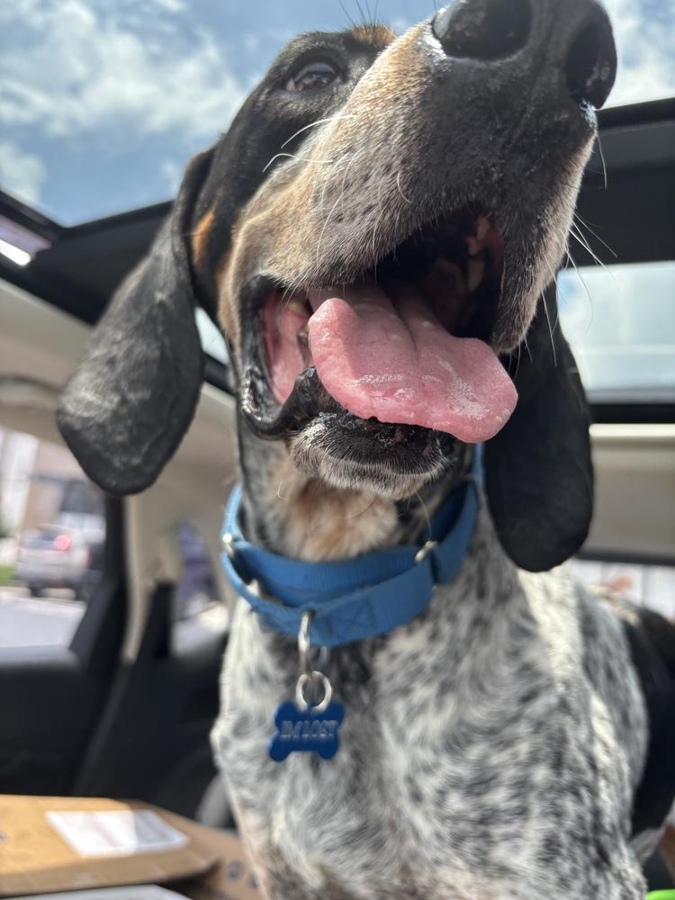 Enlarge Buford, a Adoptable Bluetick Coonhound in Cedartown, GA image 5/6