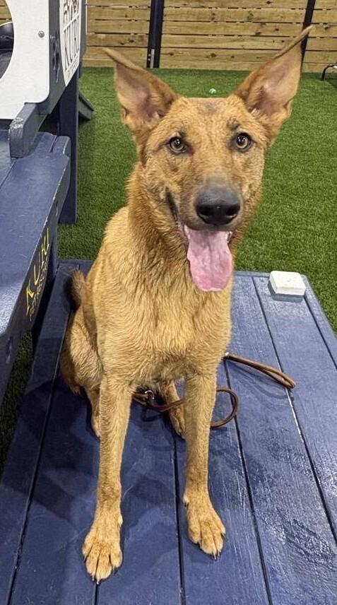 Maple, Adoptable, Young Female Carolina Dog & Shepherd.