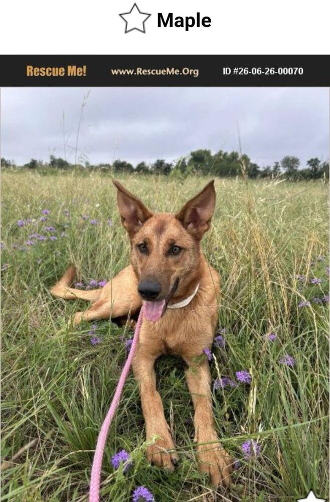 Enlarge Maple, a Adoptable mixed breed in New Braunfels, TX image 2/3