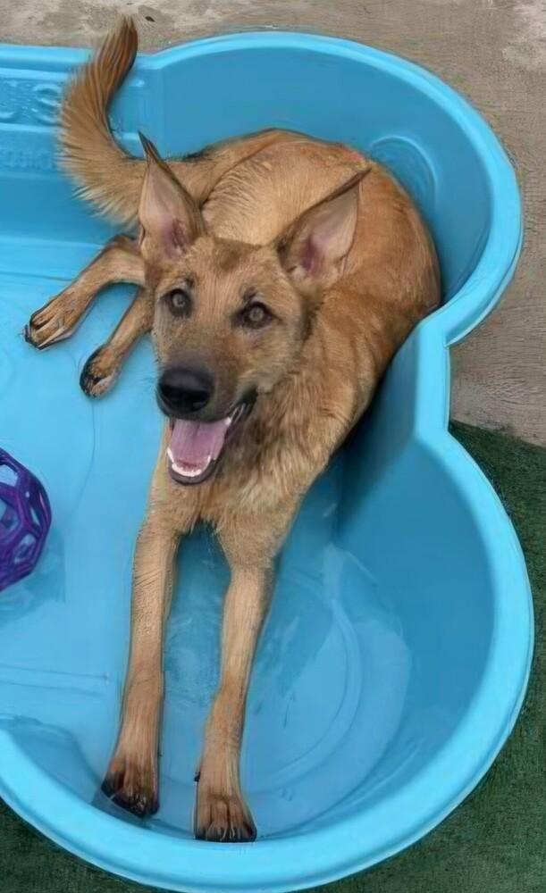 Enlarge Maple, a Adoptable mixed breed in New Braunfels, TX image 3/3