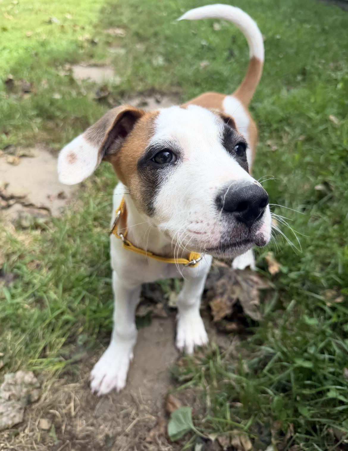 Enlarge Freddy, a Adopted Mixed Breed in Berwick, ME image 2/2