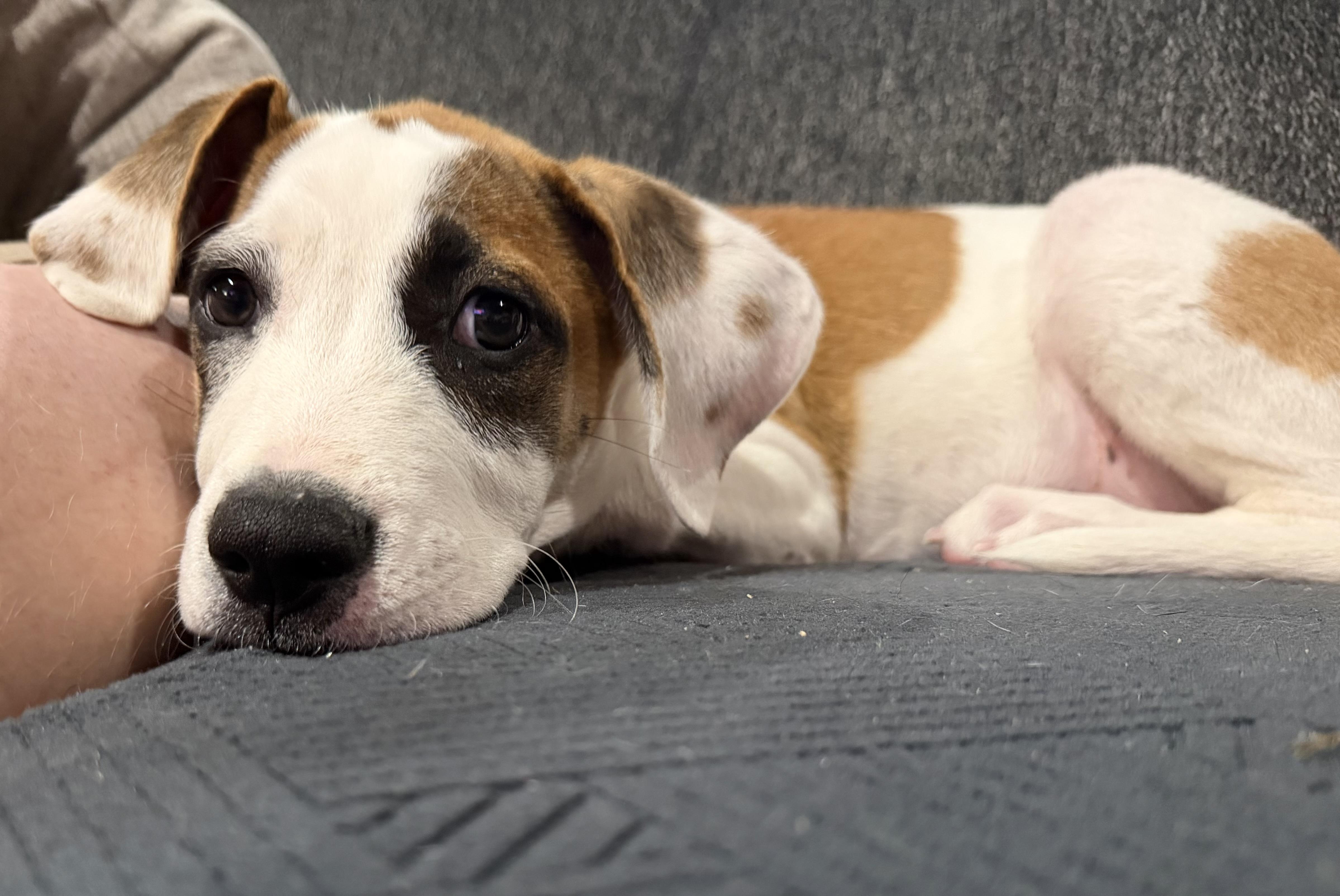 Freddy, Adopted, Puppy Male Mixed Breed.