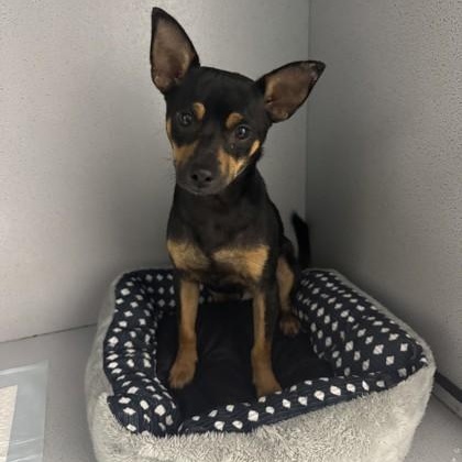 Brody, adopted, Adult Male Chihuahua.