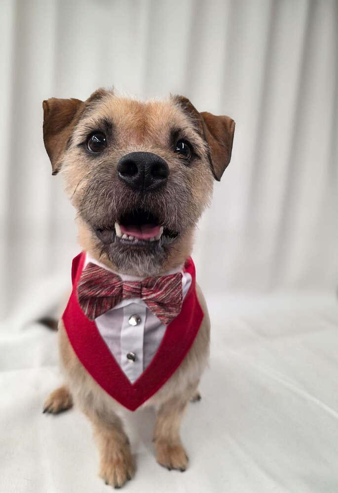 Werewolf of London, Adoptable, Adult Male Border Terrier.