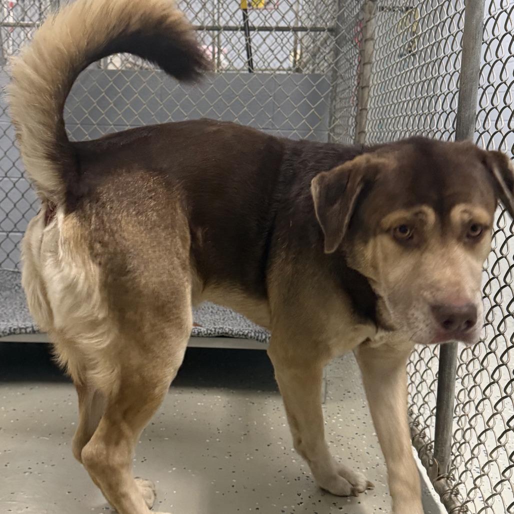 Enlarge Timber, a Adoptable mixed breed in Marion, VA image 1/1