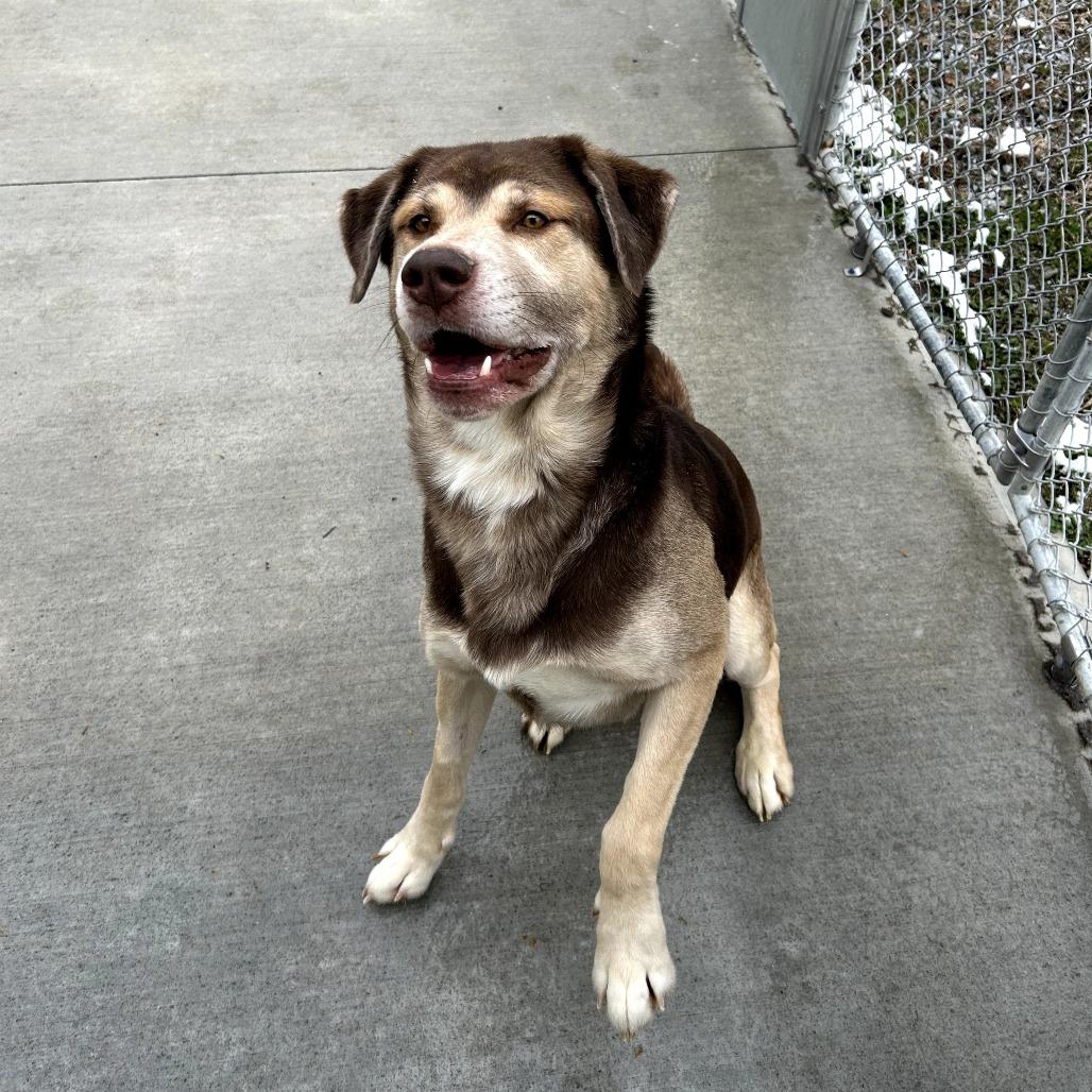 Enlarge Timber, a Adoptable mixed breed in Marion, VA image 2/4
